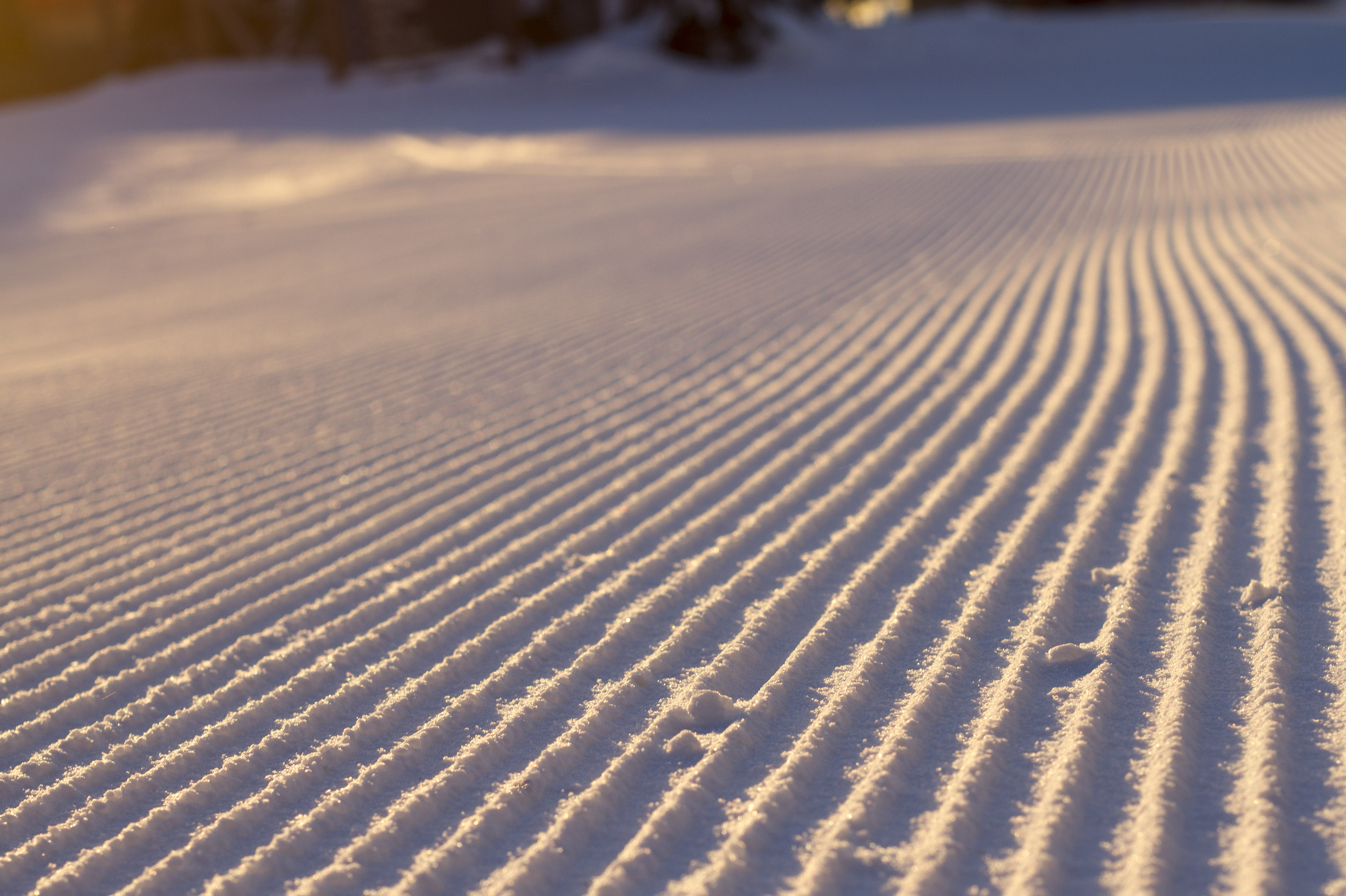 Well-groomed corduroy 