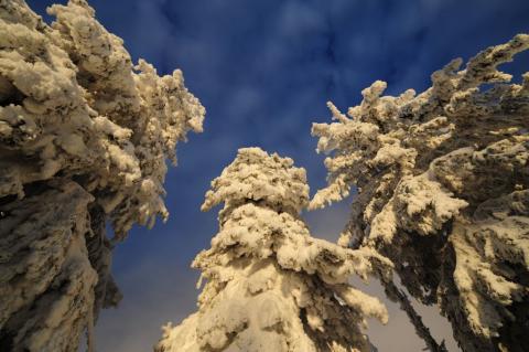 Trees and Sky