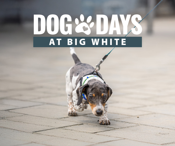 Dog Days 