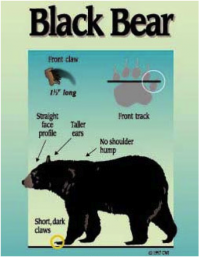 Black Bear