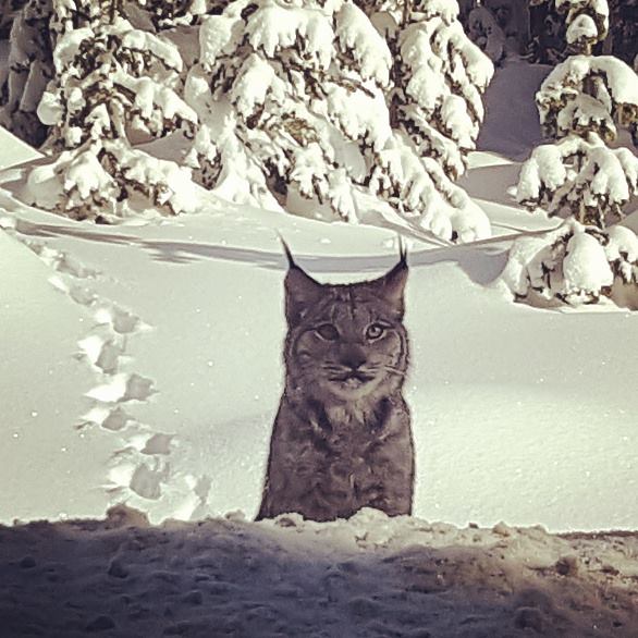 Lynx at Big White