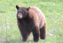bear