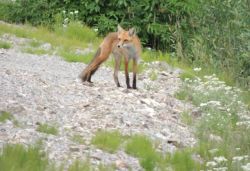 fox
