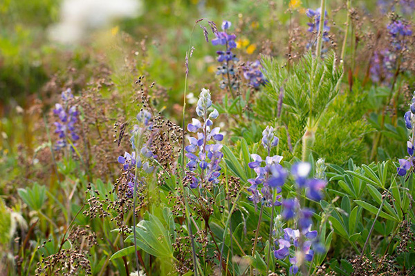 Wildflowers