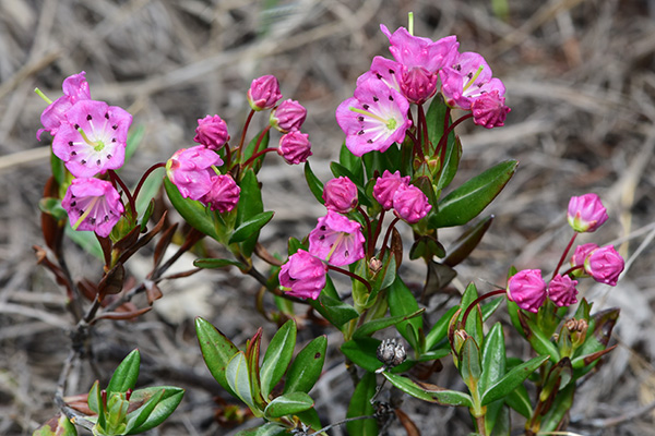 wildflowers