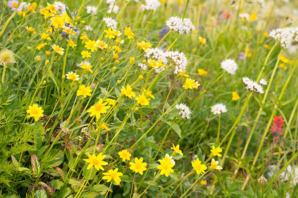 Arnica