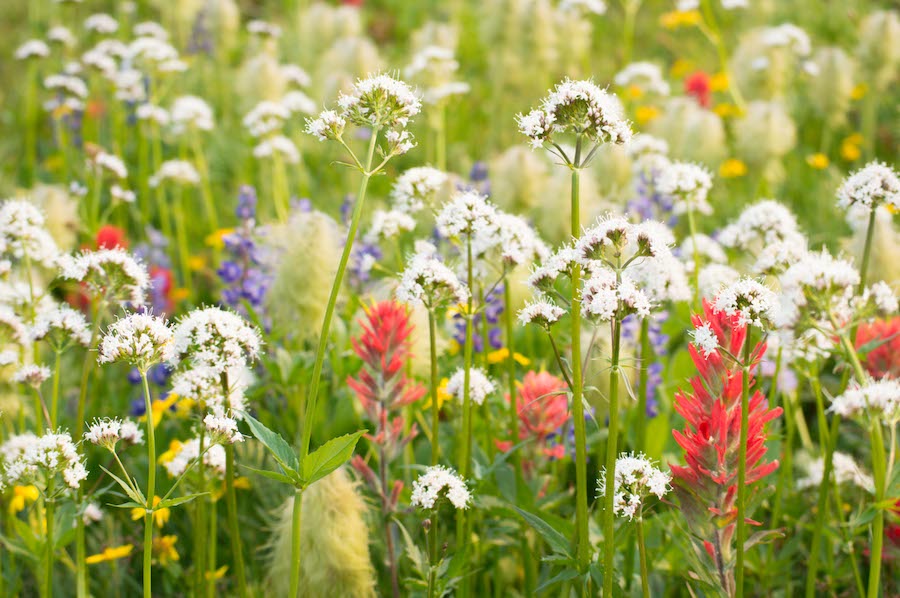 Big White Wildflowers