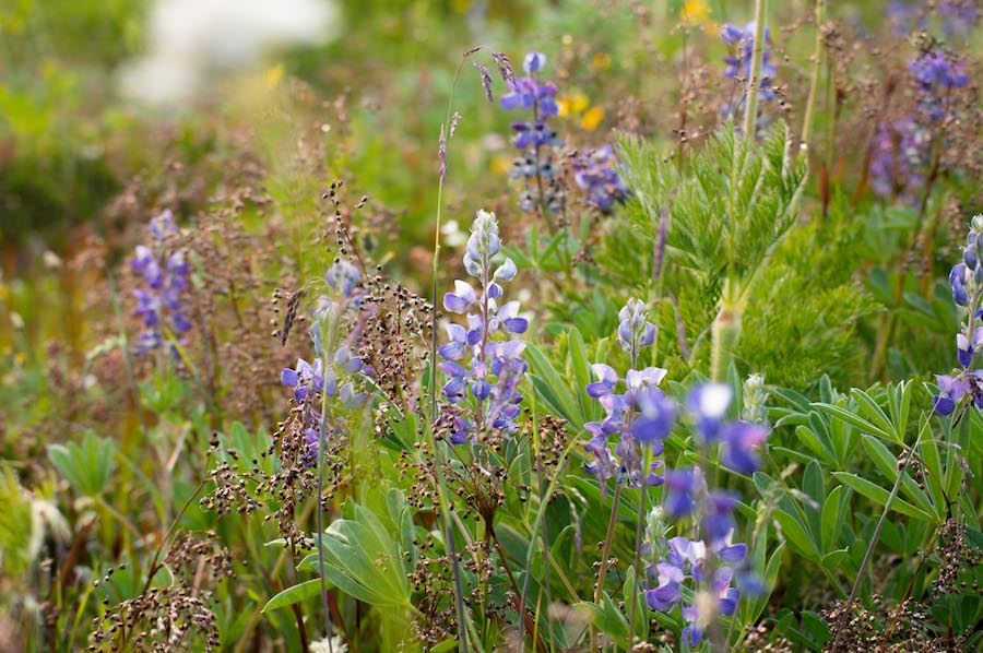 Arctic lupin