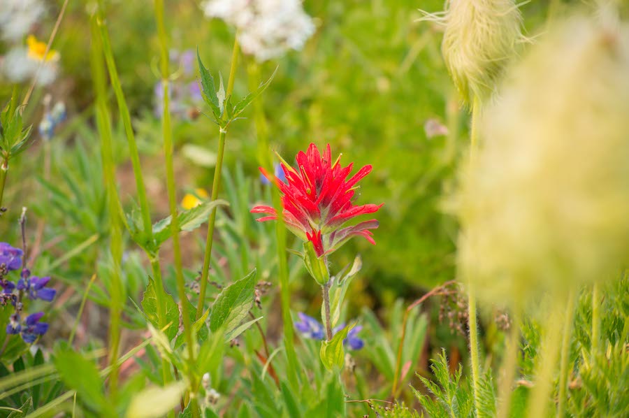 Indian paintbrush (Castilleja)