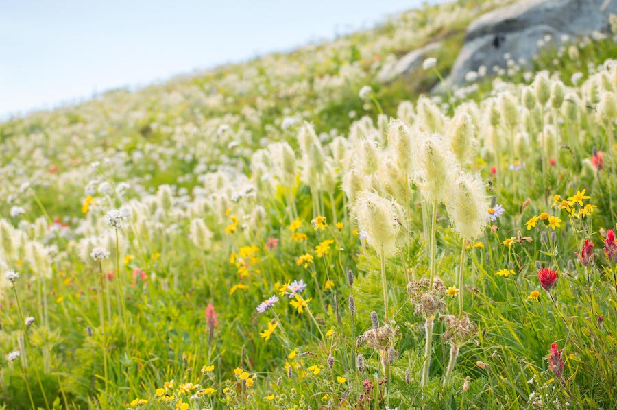 Pasque Flower 2