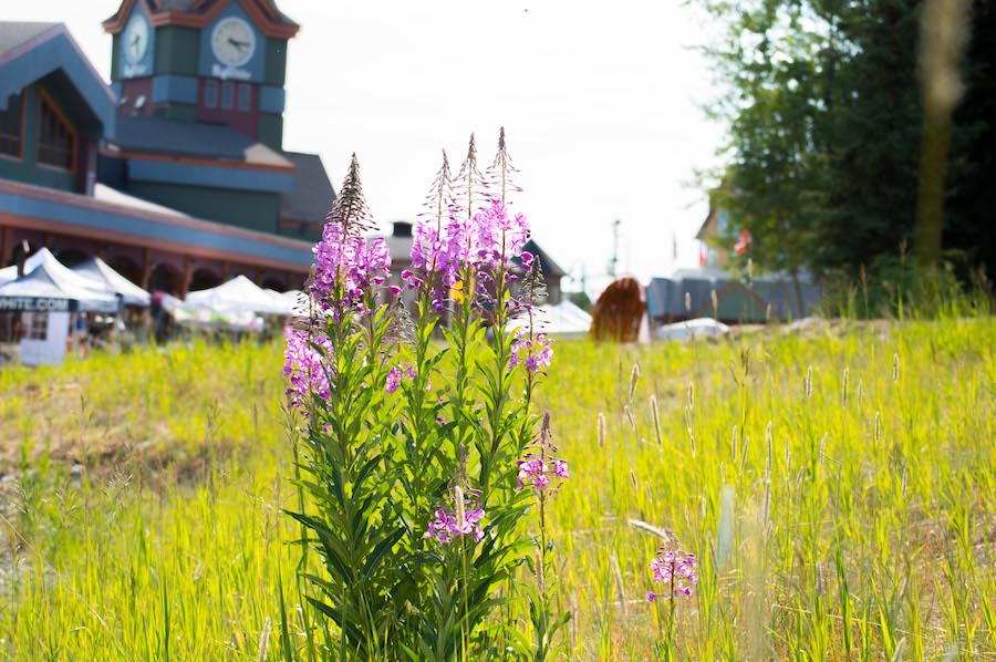 Fireweed