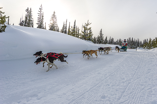 Dog sledding