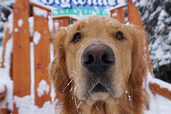 Dogs of Big White