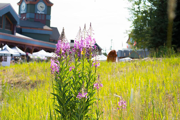 Wildflowers