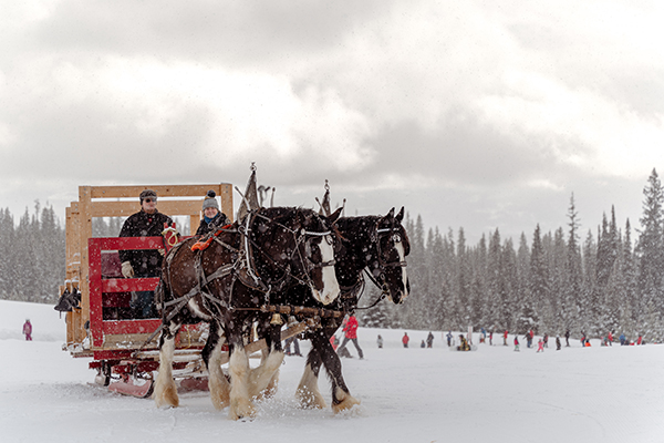 horse sleigh