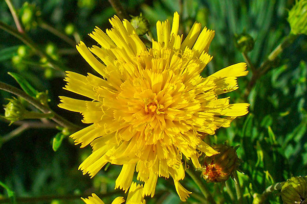 Wildflowers