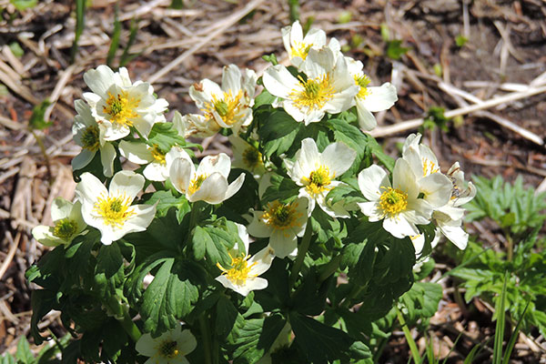 Big White Flowers