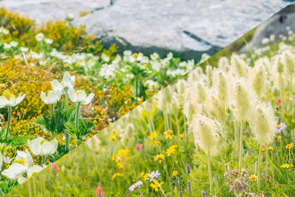 Wildflowers