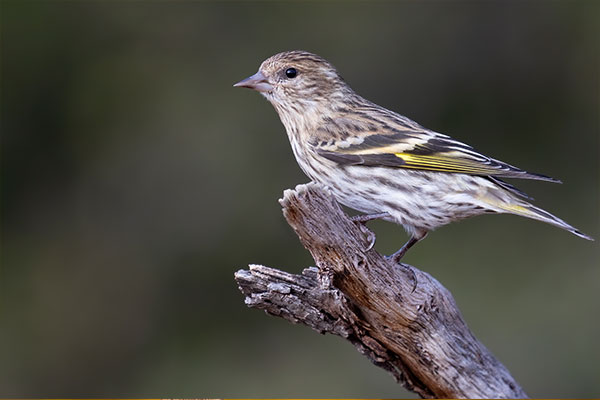 Pine Siskin