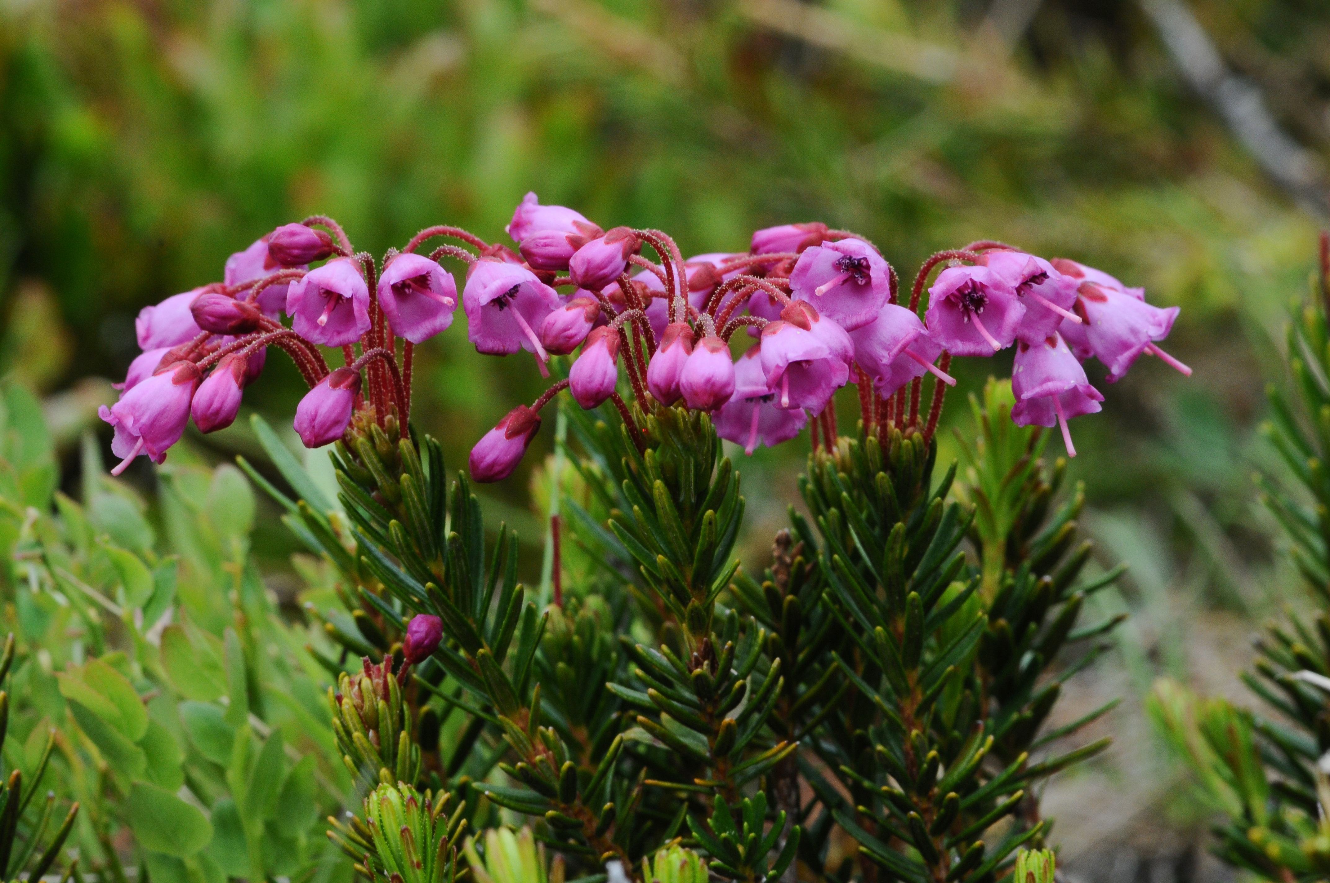 wildflowers