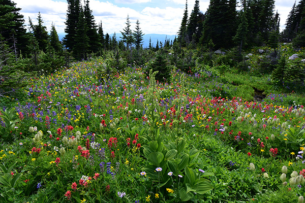 wildflowers