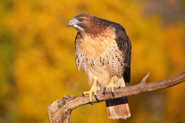 Red Tail Hawk