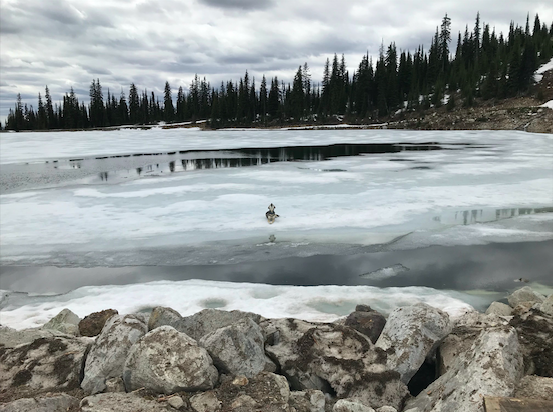 dog on ice