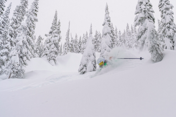 powder trees