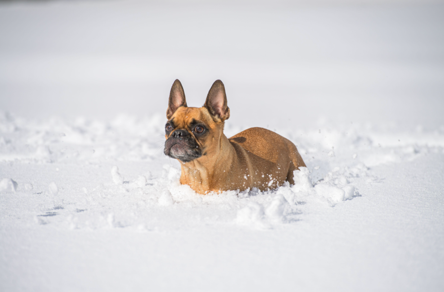 dog in snow