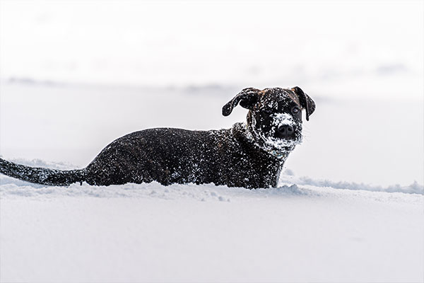 winter pup