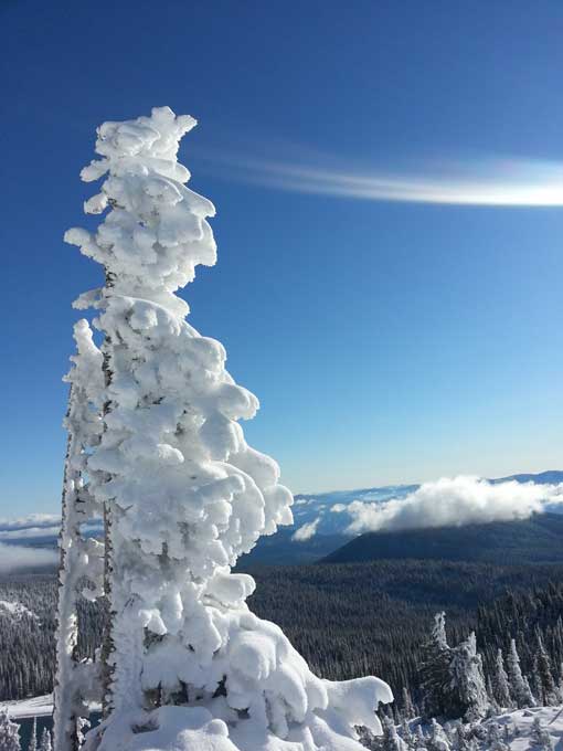 snowy-tree