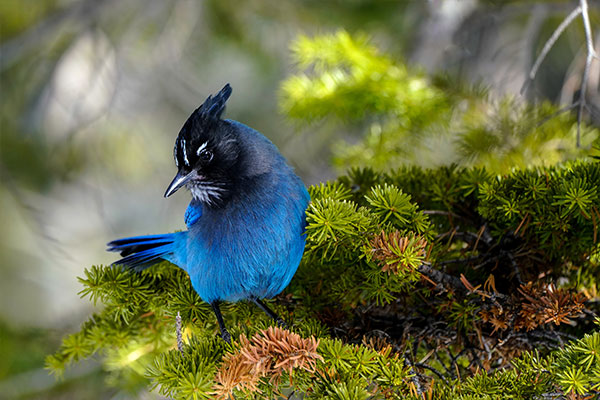 Stellar Jay