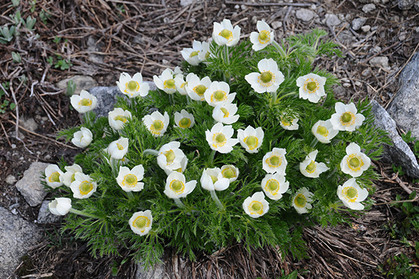 wildflowers