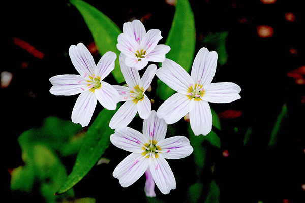 wildflowers