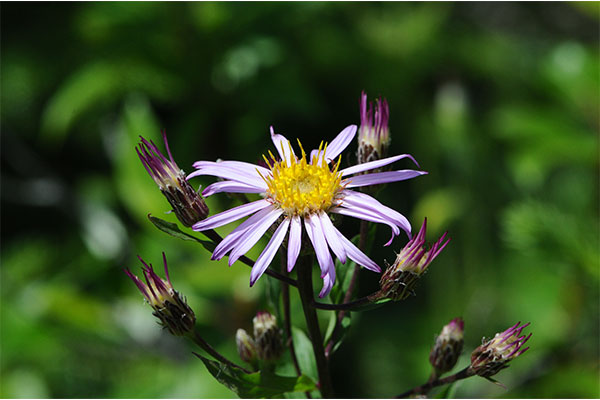 Wildflowers