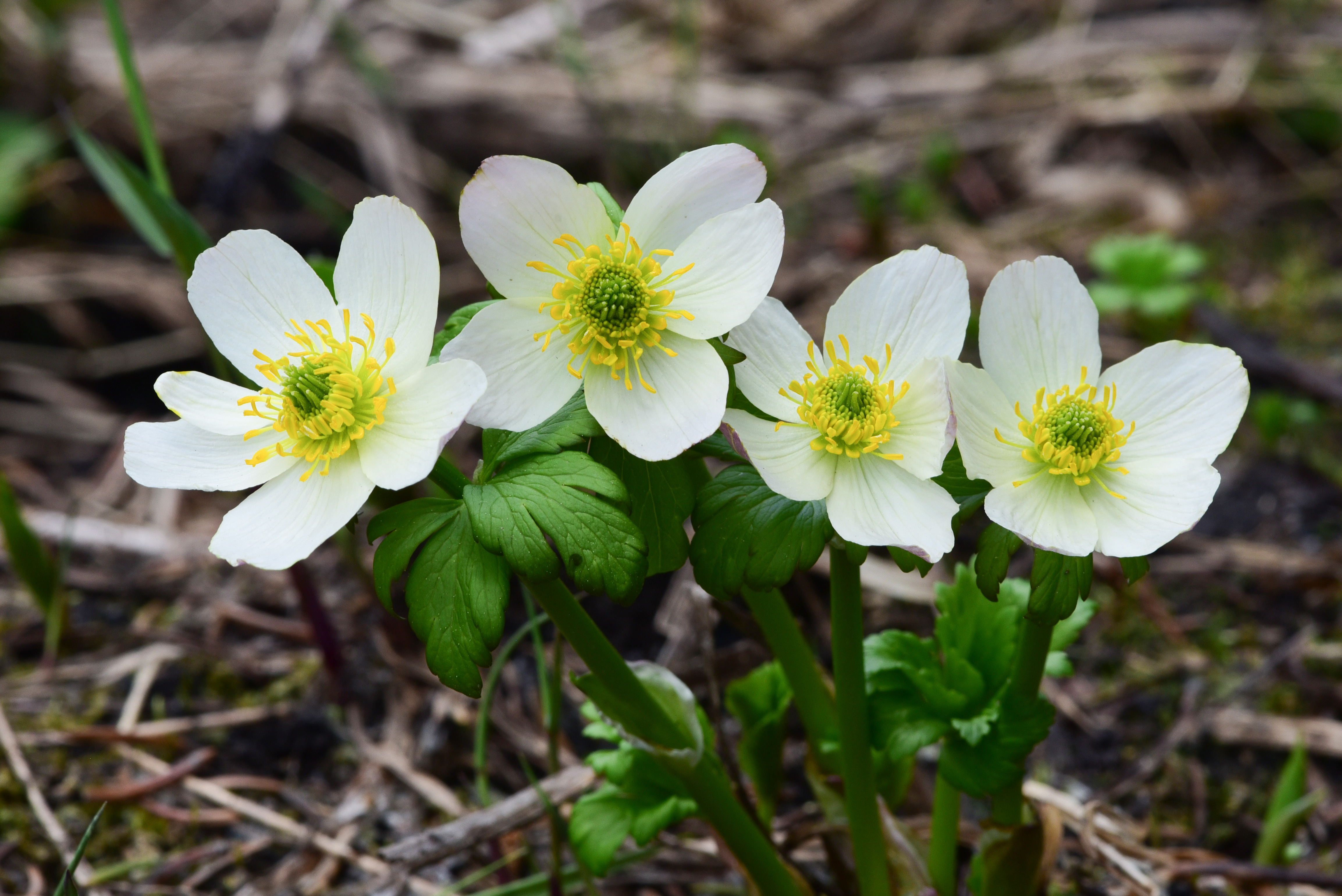 wildflowers