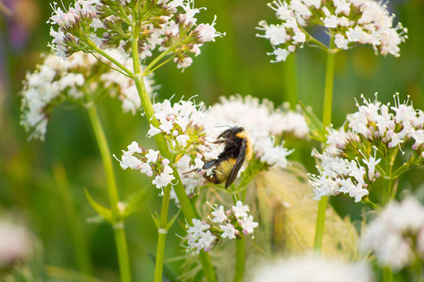 Wildflowers