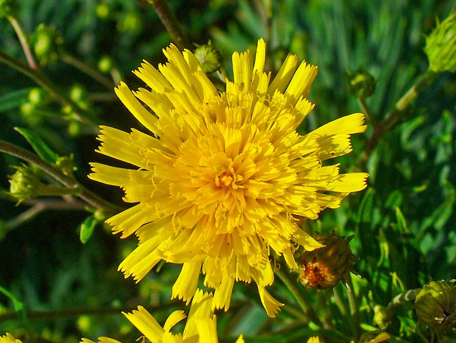 Narrow-leaf hawkweed