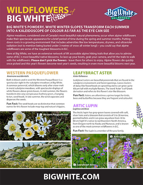 Wildflowers guide