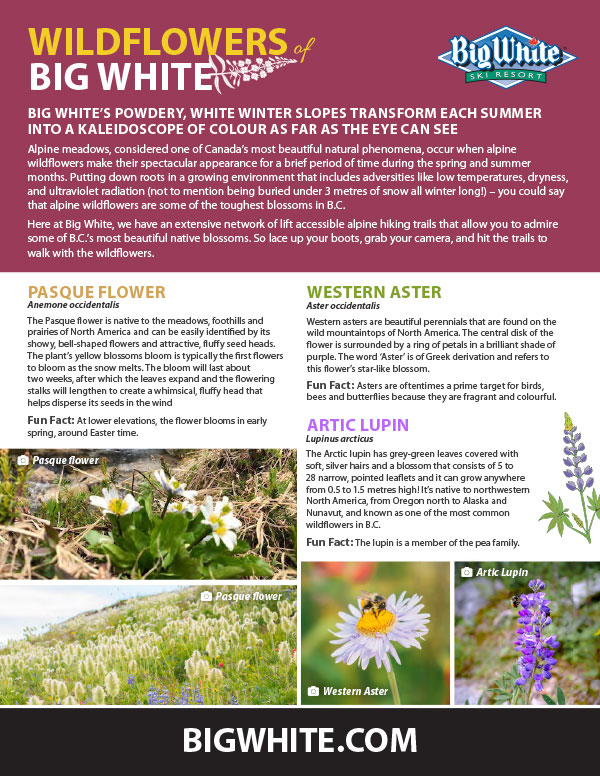Wildflowers Field Guide Big White Ski Resort