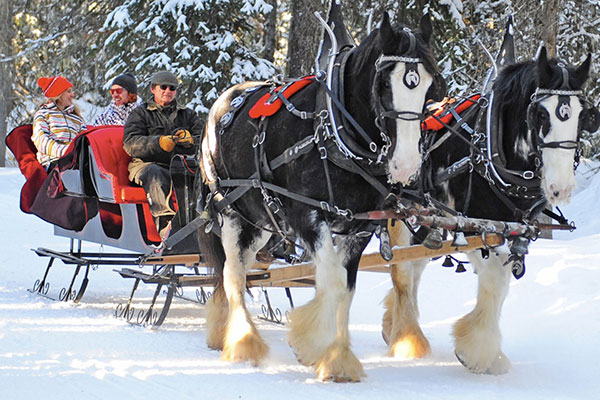 Horse Drawn Sleigh Rides