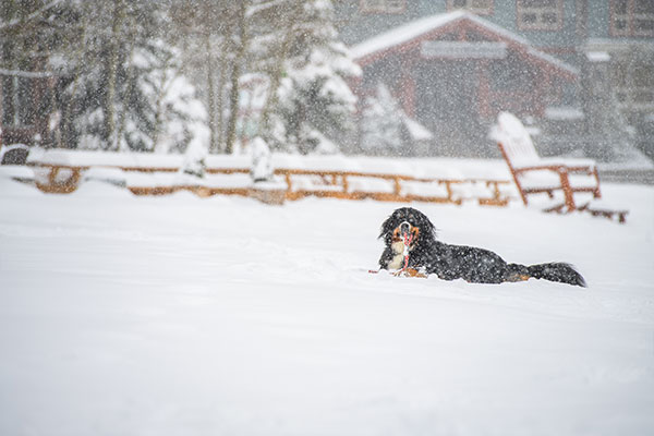 Dog of Big White