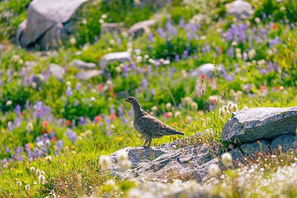 wildflowers