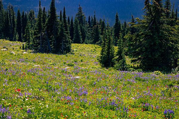 wildflowers