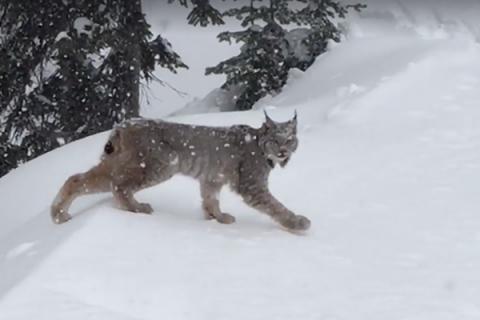 Lynx at Big White Ski Resort