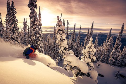 big white