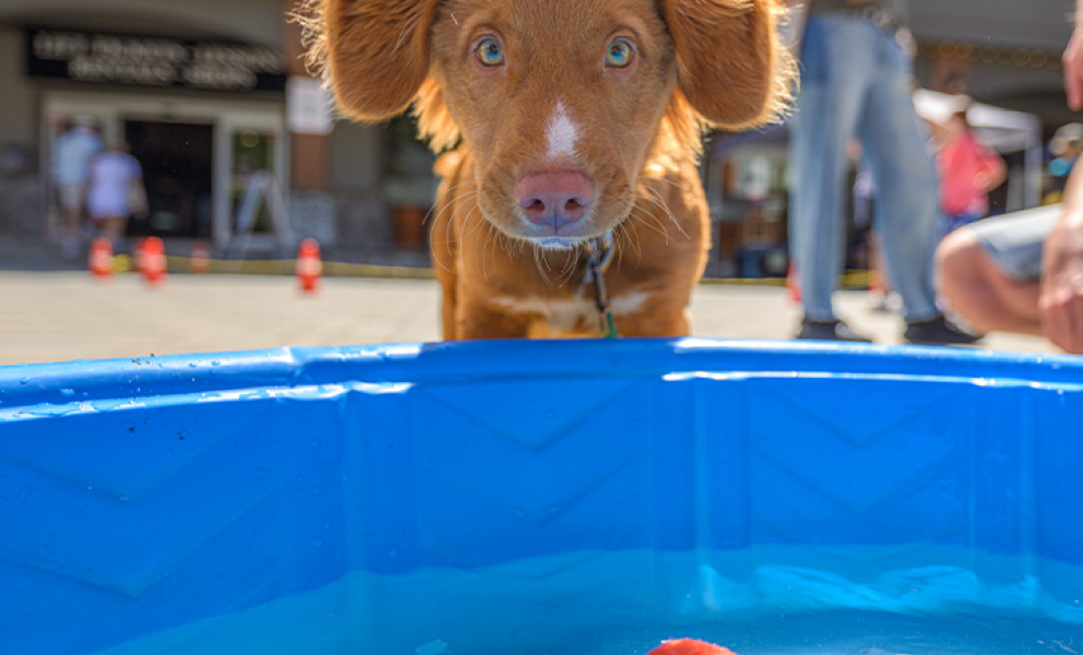 Dog Days 