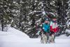 Dog Sledding